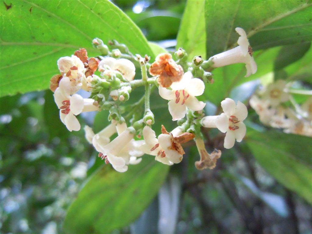 Pianta da Capodimonte - Viburnum suspensum